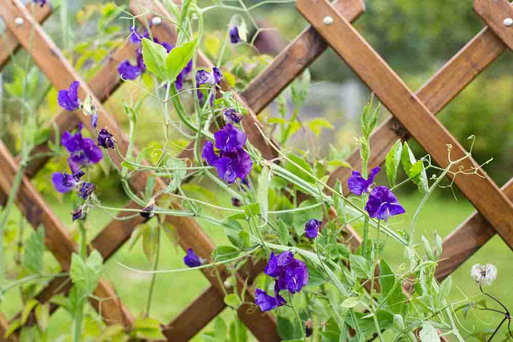 Curved Fence Panels Landscaping Mick