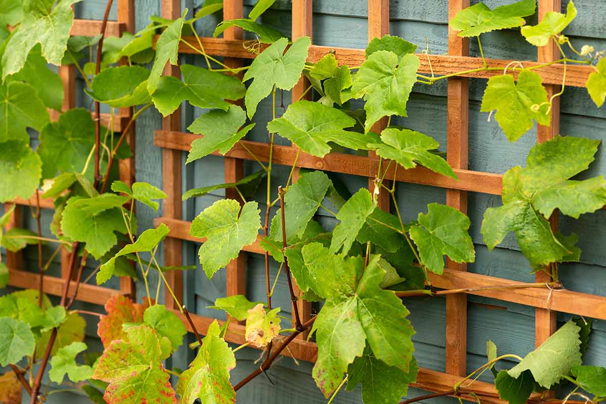 Square Trellis Landscaping Mick