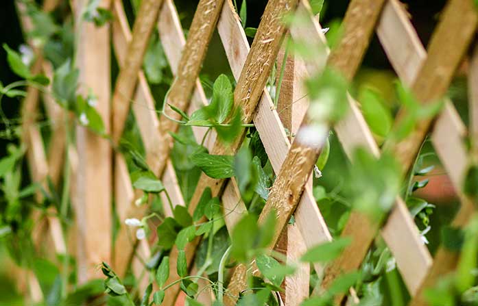 Trellis in Northampton